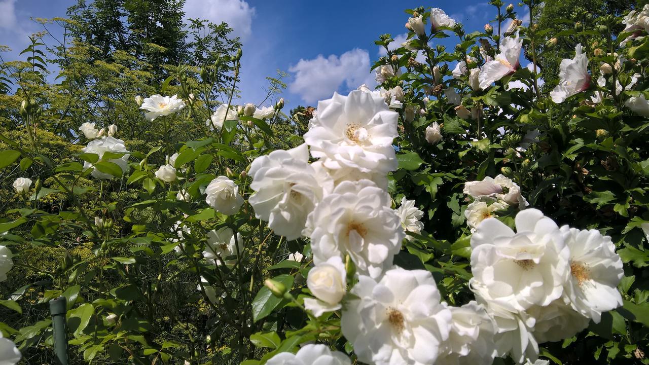 Das Kleine Hotel Iphofen, Fruehstueckszauber, No Waste, Nachhaltig, Nahe Aller Weingueter, Knauf Gips Kg Und Connekt, Kleines Secret Mit Garten & Terrassen, Tv Mirrorring, 55" Tv, Fine Dining, Hunde Willkommen 外观 照片